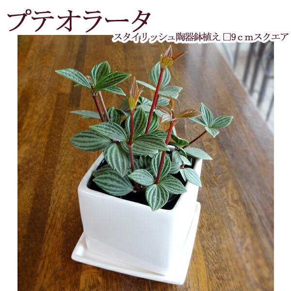 観葉草木 ペペロミア プテオラータ 真四角 シック瀬戸物鉢植え 純白 受け皿つき Hotjobsafrica Org
