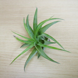 楽天市場 ティランジア ブラキカウロス ペットエコ ザガーデン楽天市場店