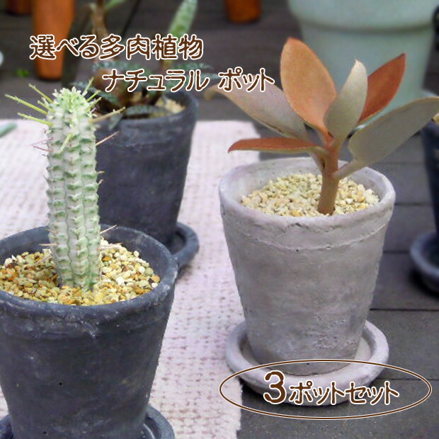 観葉草木 貨物輸送無料 お御好みのを選んで 野晒硬化 多肉植物自然ポット九州 北海道 沖縄へのお届けは別途送料が失費ます Hotjobsafrica Org