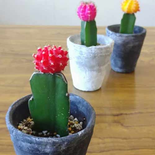 楽天市場】【緋牡丹 サボテン 4個セット 】☆ ヒボタン 接ぎ木 子株