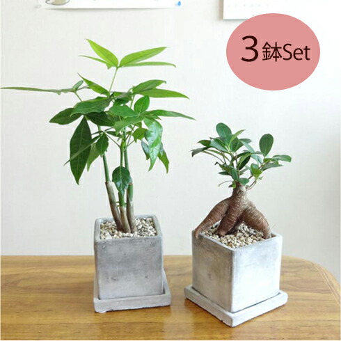 G■観葉植物■ 【送料無料】 お得に３鉢えらべる ミニ観葉セット ８ｃｍスクエア 石材風陶器鉢植え　 受け皿つき パキラ・ガジュマル・シュガーバイン ペペロミア・ポトス・ワイヤープランツ ナギ・シマトネリコの中から 【ギフト対応商品】