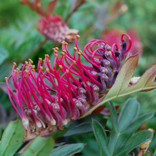 楽天市場】□南半球プランツ□ グレビレア シルビア 5号鉢植え