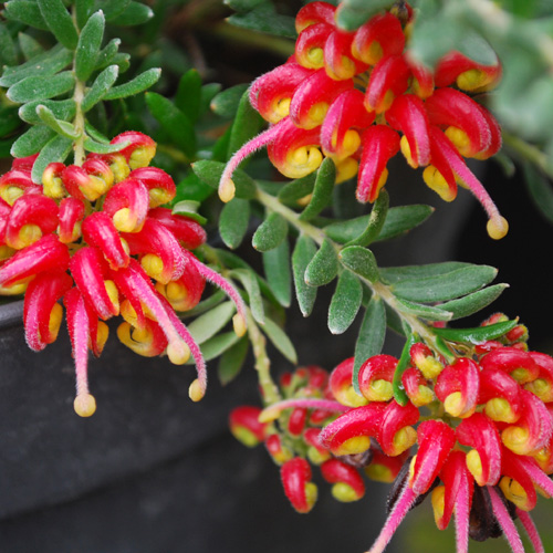 楽天市場】□南半球プランツ□ グレビレア シルビア 5号鉢植え