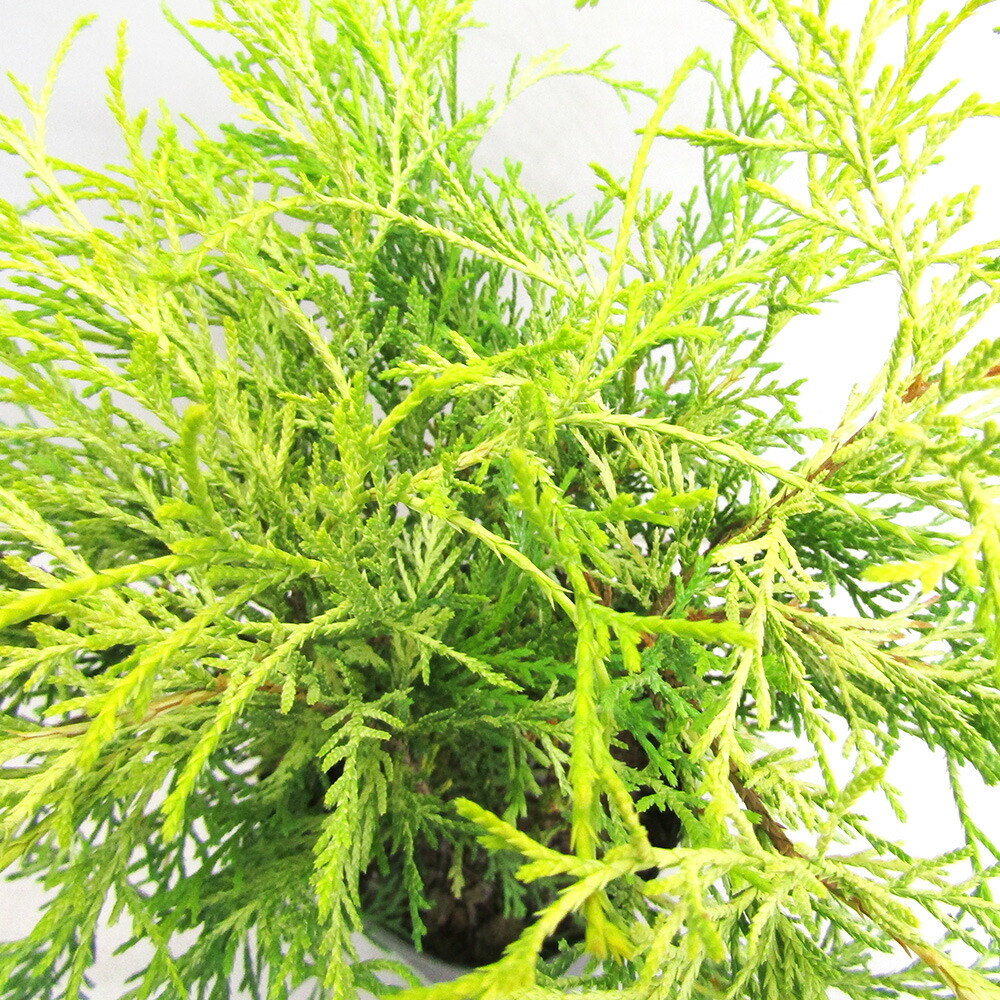 楽天市場】☆良品庭木□【送料無料】スローグローイングコニファー