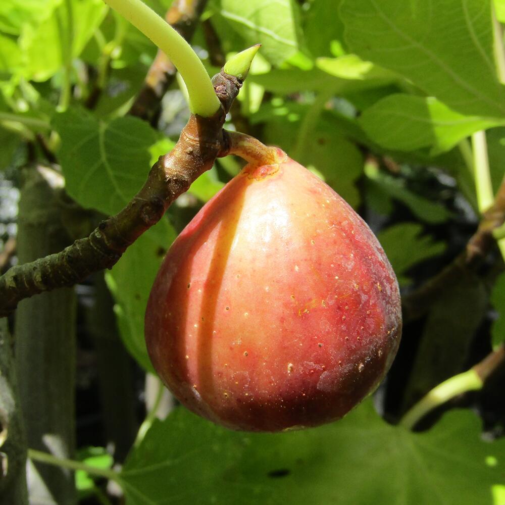 イチジクの２個セット　NERO　VERDE、TROIANES 615QZL3plDL._UF350,350_QL80_.jpg