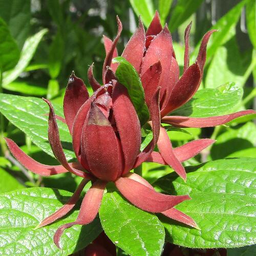 楽天市場】【現品】クロバナロウバイ（黒花蝋梅）苗木 株立ち 7号