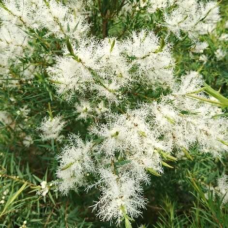 楽天市場】【現品発送】メラレウカ スノーインサマー 樹高2.1