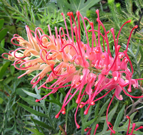 楽天市場】グレビレア プーリンダロイヤルマントル 5寸鉢植え : 日本 楽天市場】グレビレア プーリンダロイヤルマントル 5寸鉢植え : 日本