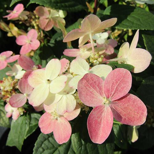 楽天市場】ノリウツギ 【ユニーク】 3号ポット苗 挿し木 【ハナヒロ