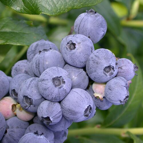 楽天市場】二季成り性ブルーベリー ブルーマフィン 5号 【サザンハイ