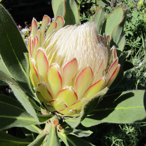 楽天市場】□南半球プランツ□ 現品販売 プロテア アークティック