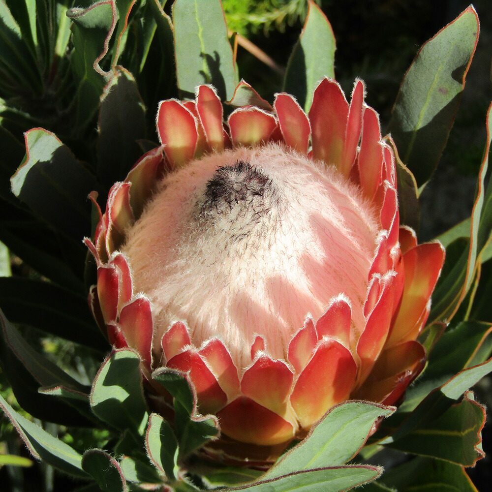 楽天市場】□南半球プランツ□ 現品販売 プロテア ピンクミンク 7号