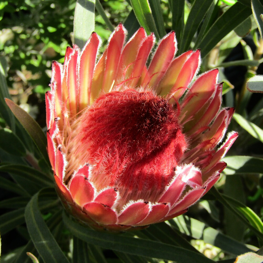 楽天市場】□南半球プランツ□ 現品販売 プロテア アークティック