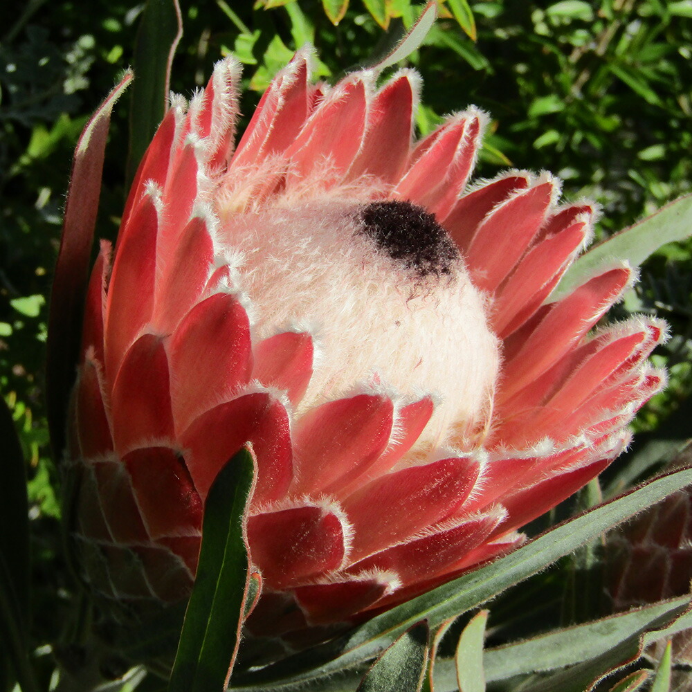 楽天市場】プロテア グランディセプス 6寸鉢植え＊夏の暑さの影響で葉