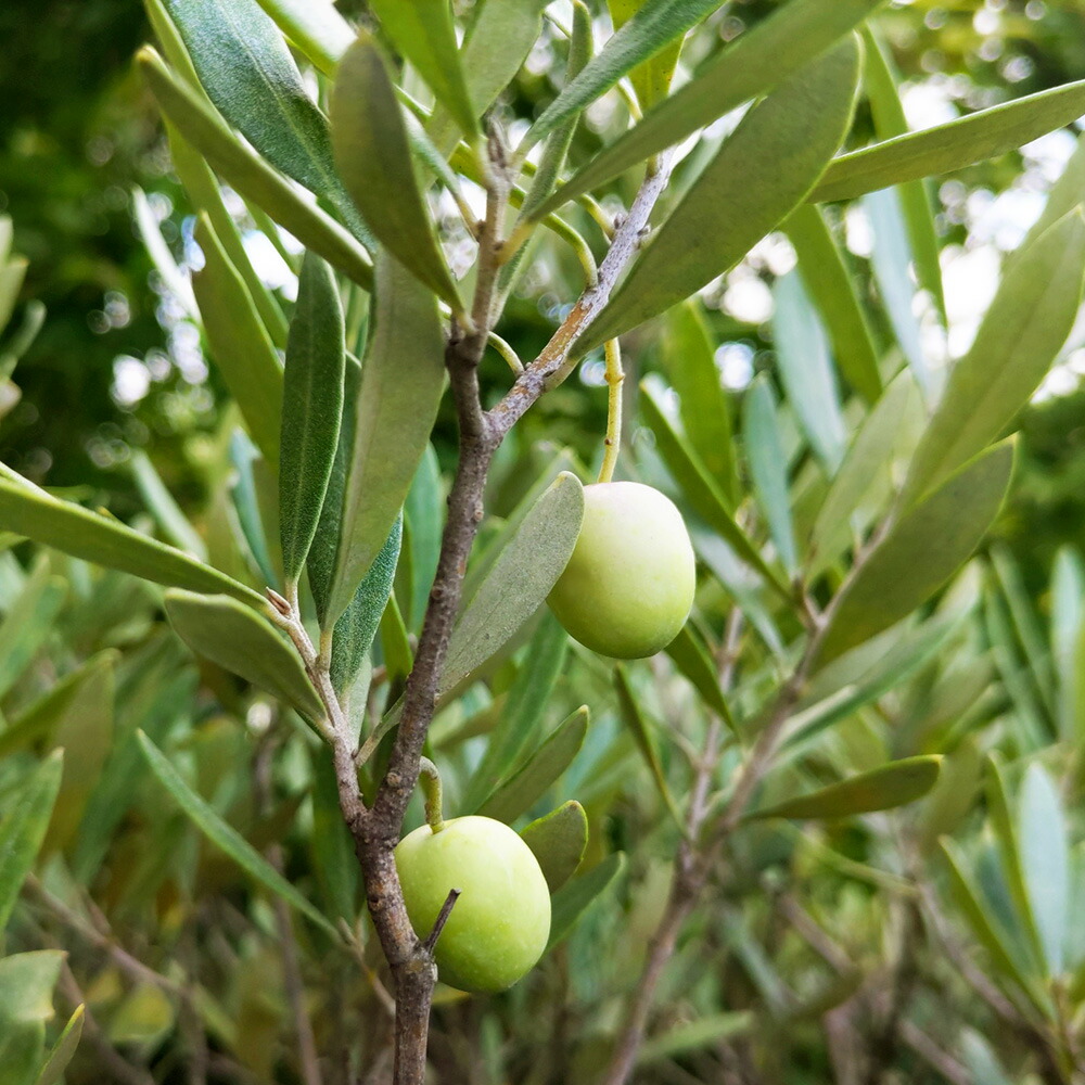 楽天市場】オリーブ シプレッシーノ / チプレッシーノ 3.5号ポット苗