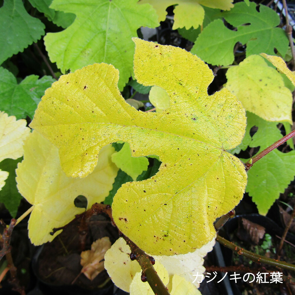□良品庭木苗□再入荷！カジノキ 梶の木（雄木）9cmポット苗