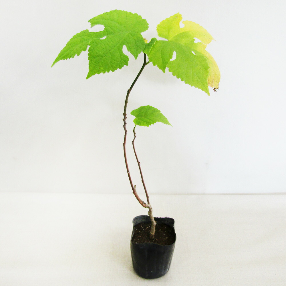□良品庭木苗□再入荷！カジノキ 梶の木（雄木）9cmポット苗