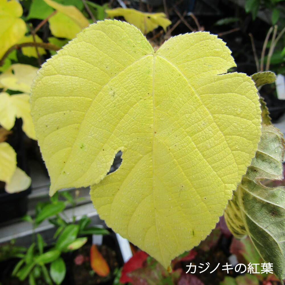 □良品庭木苗□再入荷！カジノキ 梶の木（雄木）9cmポット苗