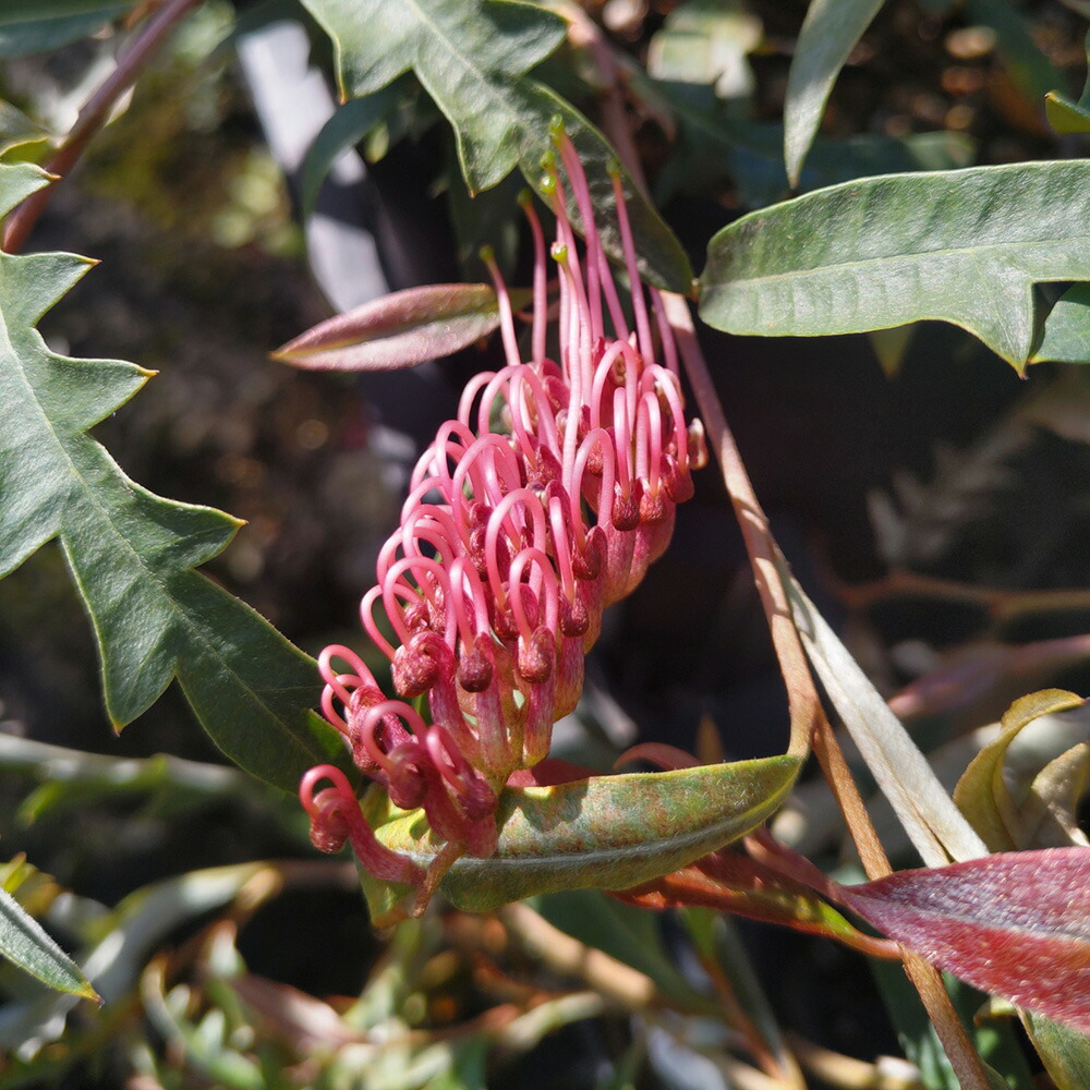 楽天市場】グレビレア プーリンダロイヤルマントル 5寸鉢植え : 日本