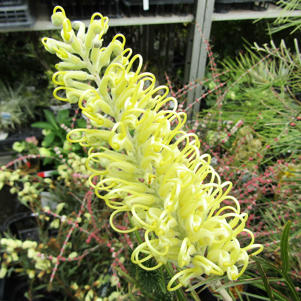 楽天市場】□南半球プランツフェア□ グレビレア バンクシー 6号