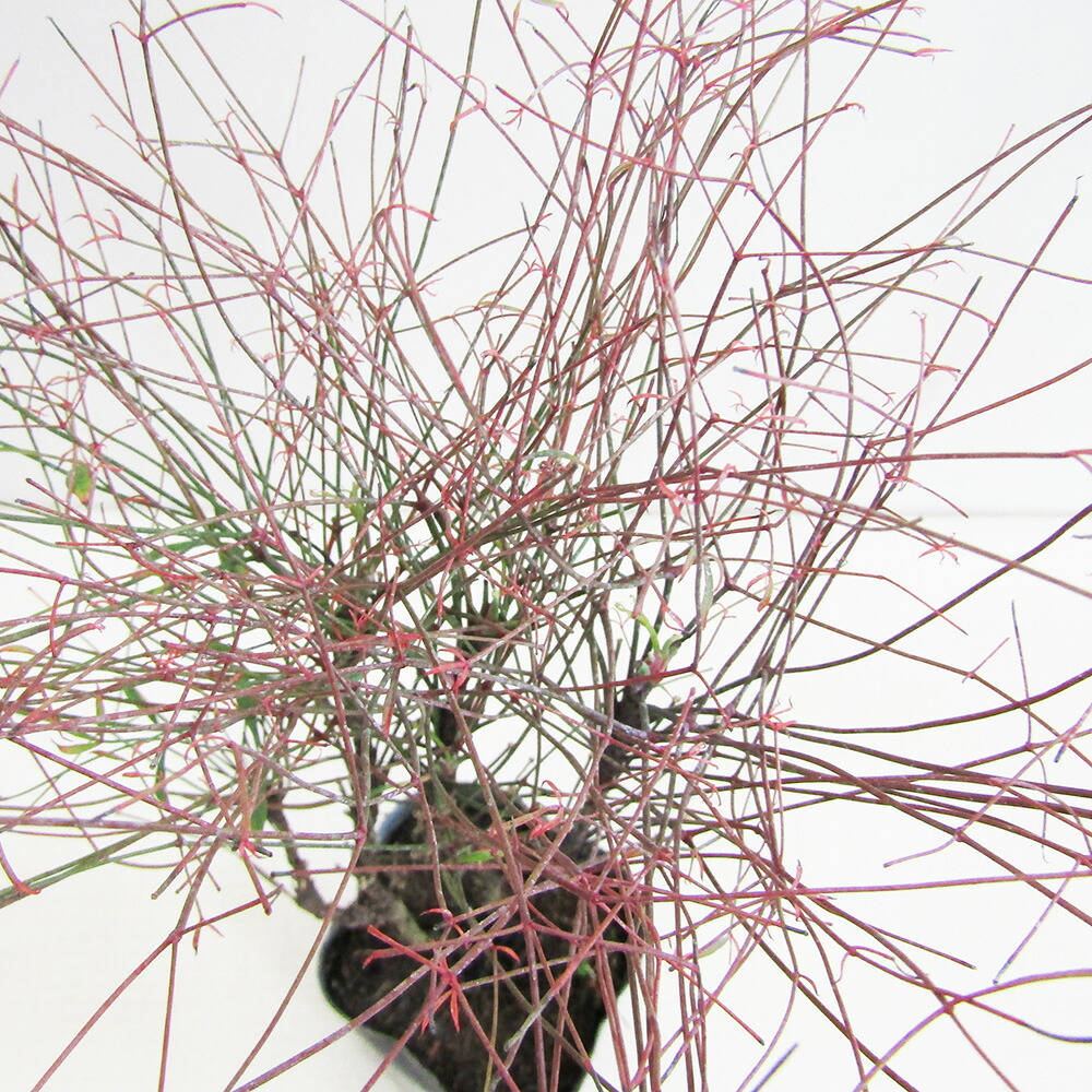 楽天市場】□良品庭木□ テンノウメ ハイブリッド テンノウバイ 天皇梅