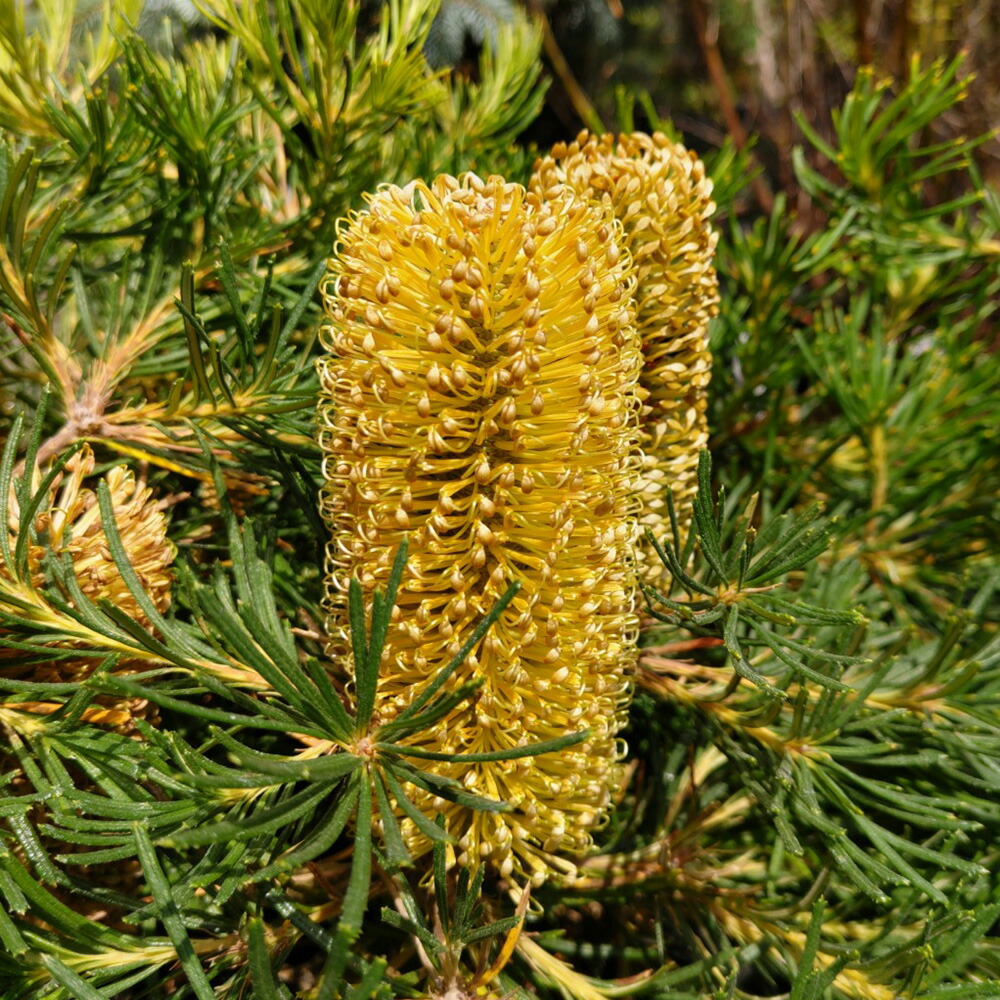 ② バンクシア　バースデーキャンドル　5号 バンクシア バースデーキャンドル 5号ポット ② バンクシア