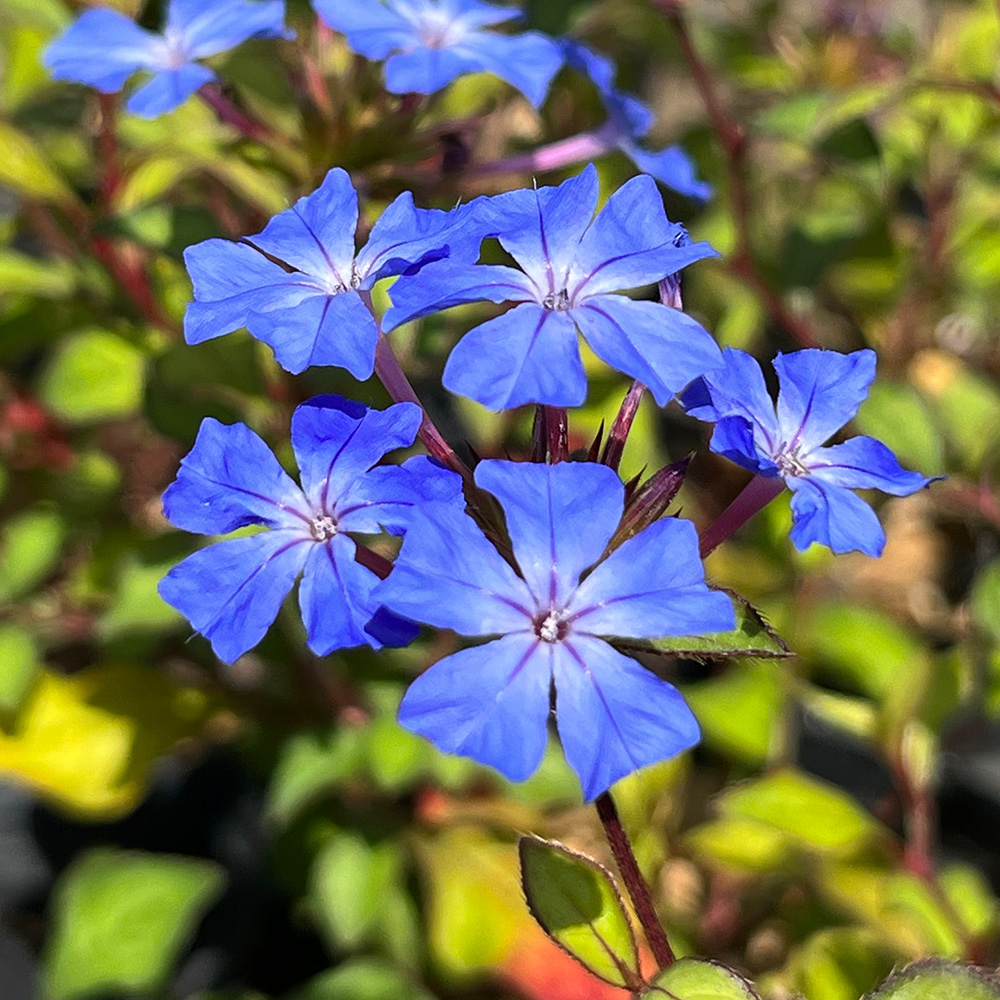 楽天市場】今季開花終了となります。2025年おすすめ花鉢