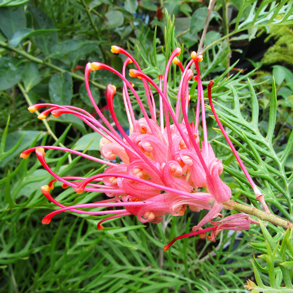 楽天市場】□良品庭木□ ネイティブ プランツ プロテア