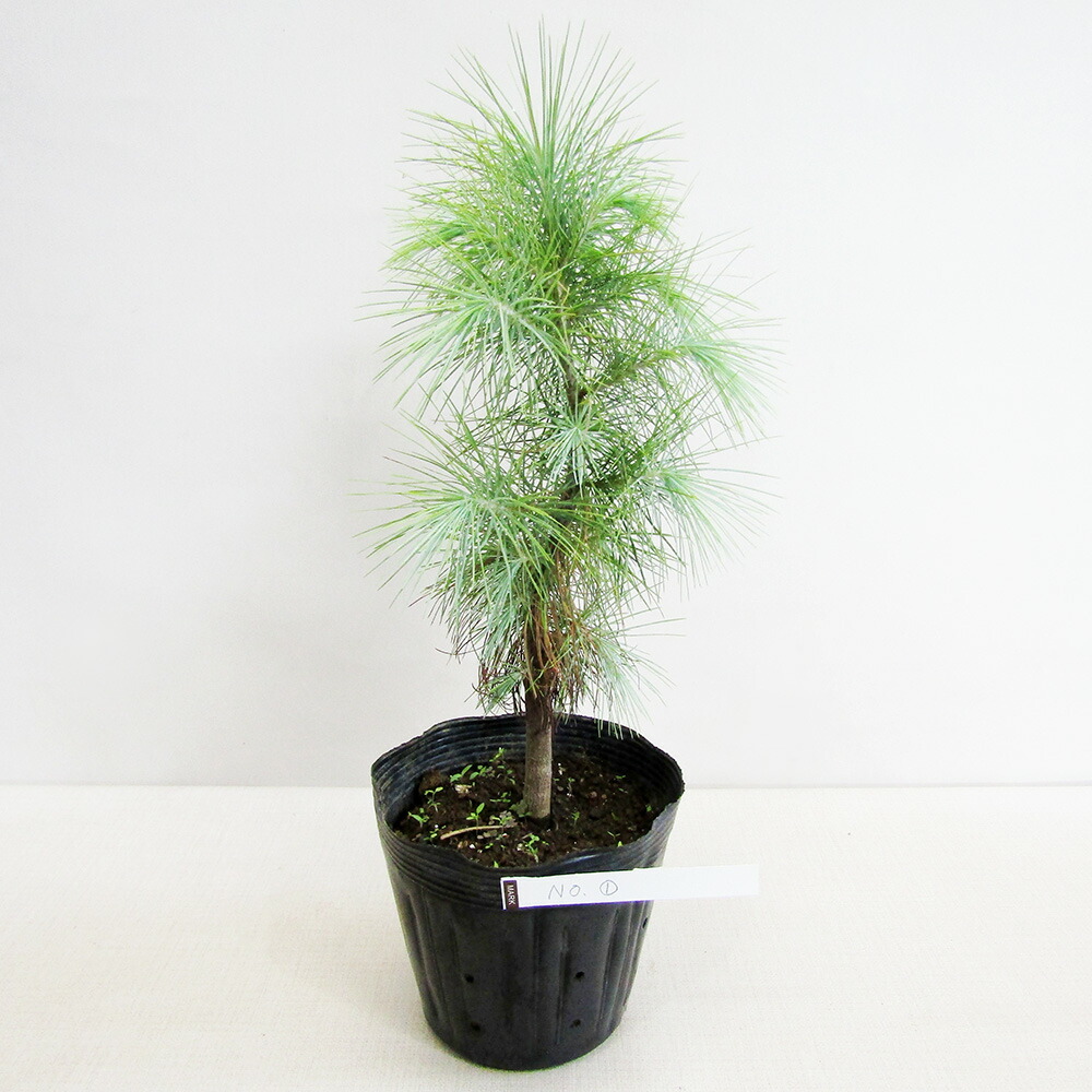 楽天市場】□良品庭木□ NEW！ピニョン松 マルチネスピニョンマツ pinus maximartinezii５号ポット苗現品販売No.２ :  ペットエコ＆ザガーデン楽天市場店