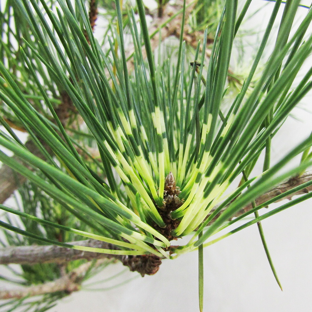 楽天市場】【現品・現物】ピニョン松・マルチネスピニョンマツ・ビッグ