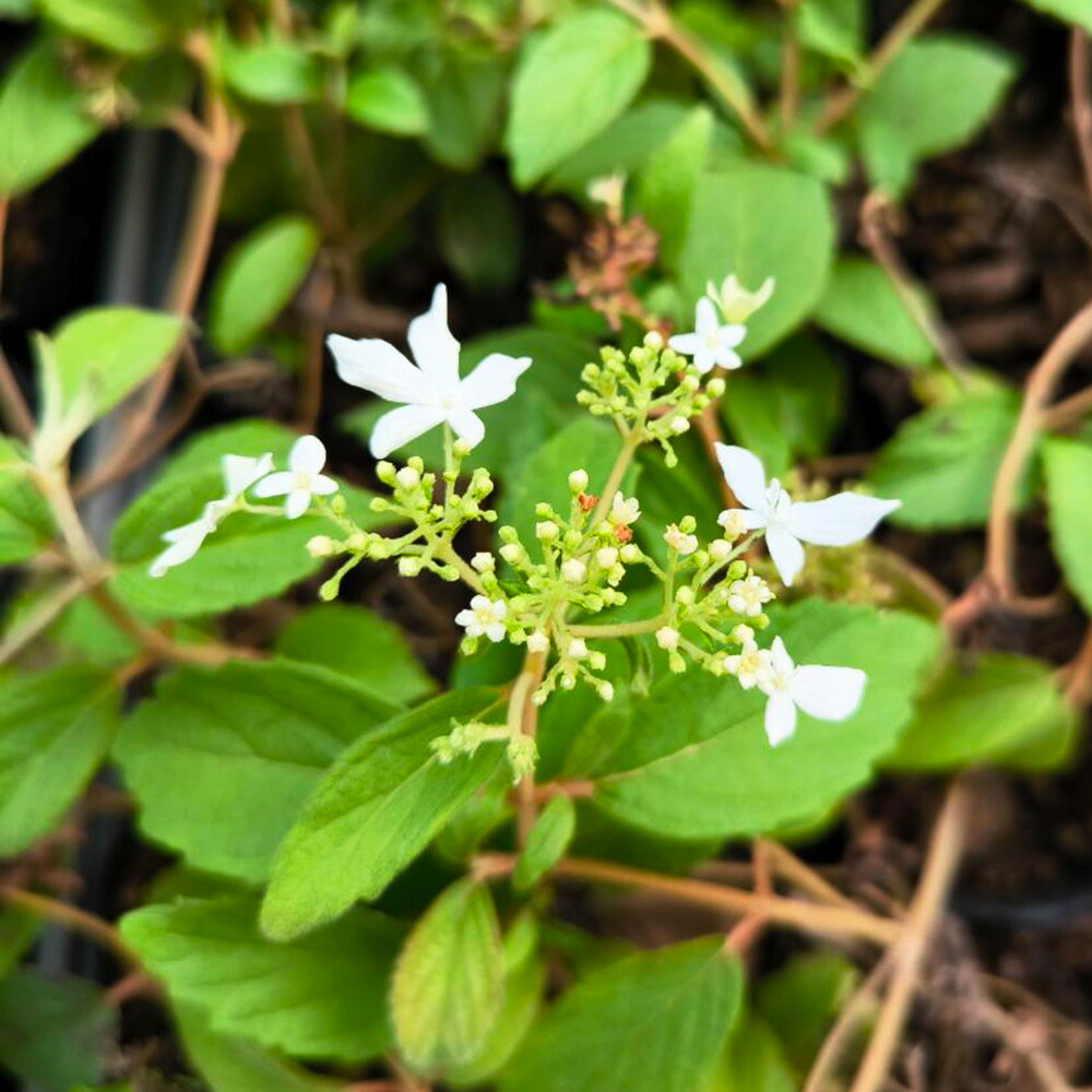 楽天市場】世界一重い木 リグナムバイダ（リグナムバイタ） 2号