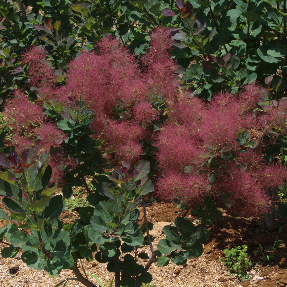 楽天市場】□良品庭木□ スモークツリー ケムリノキ ロゼシュシュ 3号