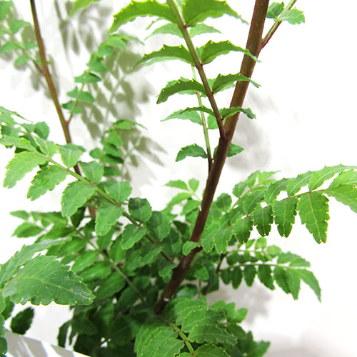 楽天市場】常緑 山椒の木 【常葉さんしょう ときわさんしょう】 トゲ