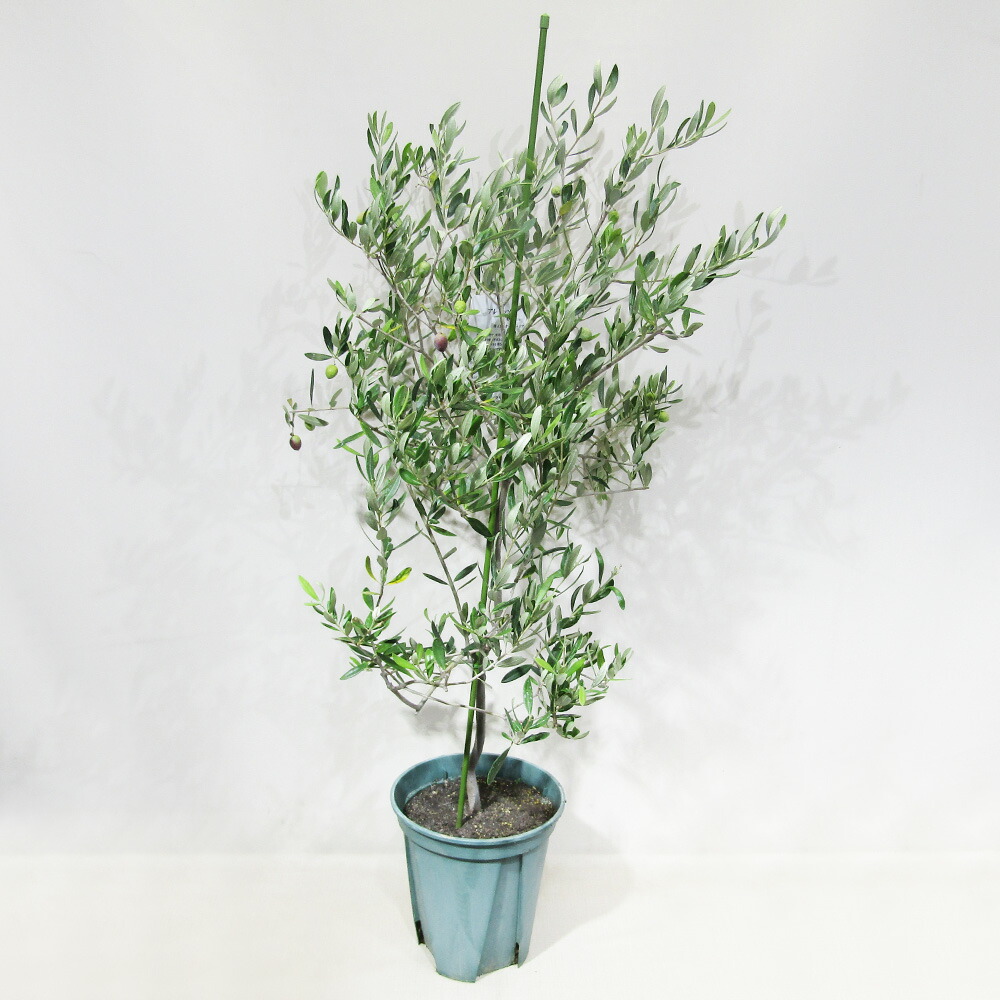 楽天市場】《送料無料》 小倉園さんのオリーブ 現品 □果樹大苗