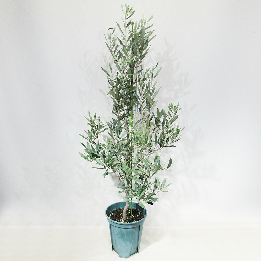 楽天市場】【カロレア】 オリーブの木 2年生苗 : 苗木部 by 花