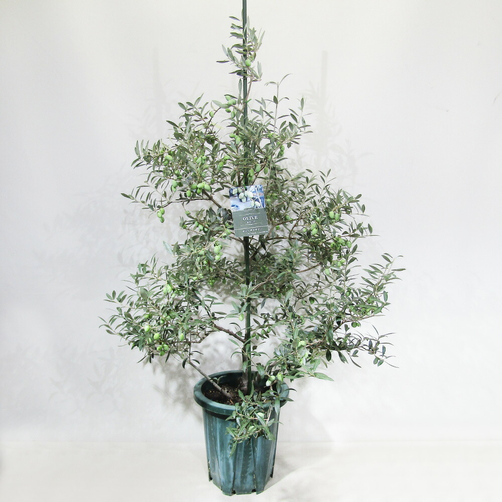 楽天市場】花木 庭木の苗/オリーブ：カロレア 8号鉢植え : 園芸