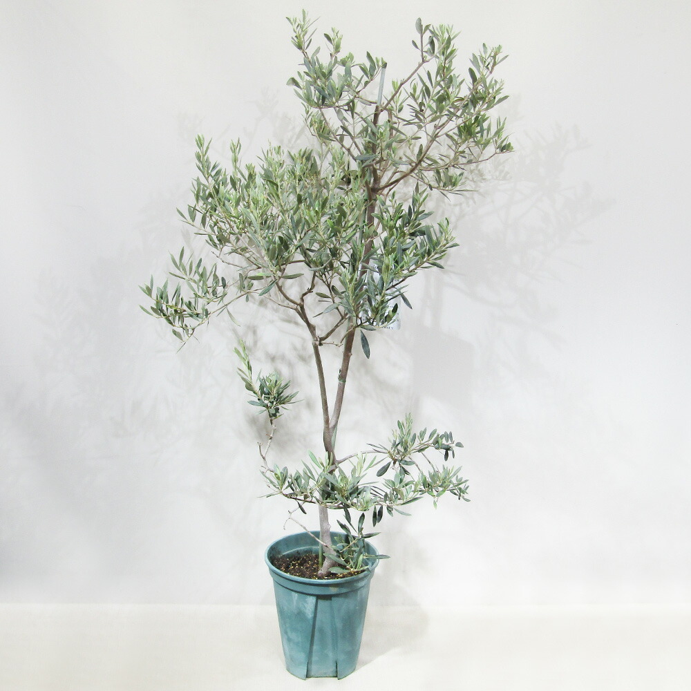 オリーブの木　バロウニ　6号　約110cm　K-130　希少品種　一点物 楽天市場】《送料無料》 小倉園さんのオリーブ 現品 □果樹大苗