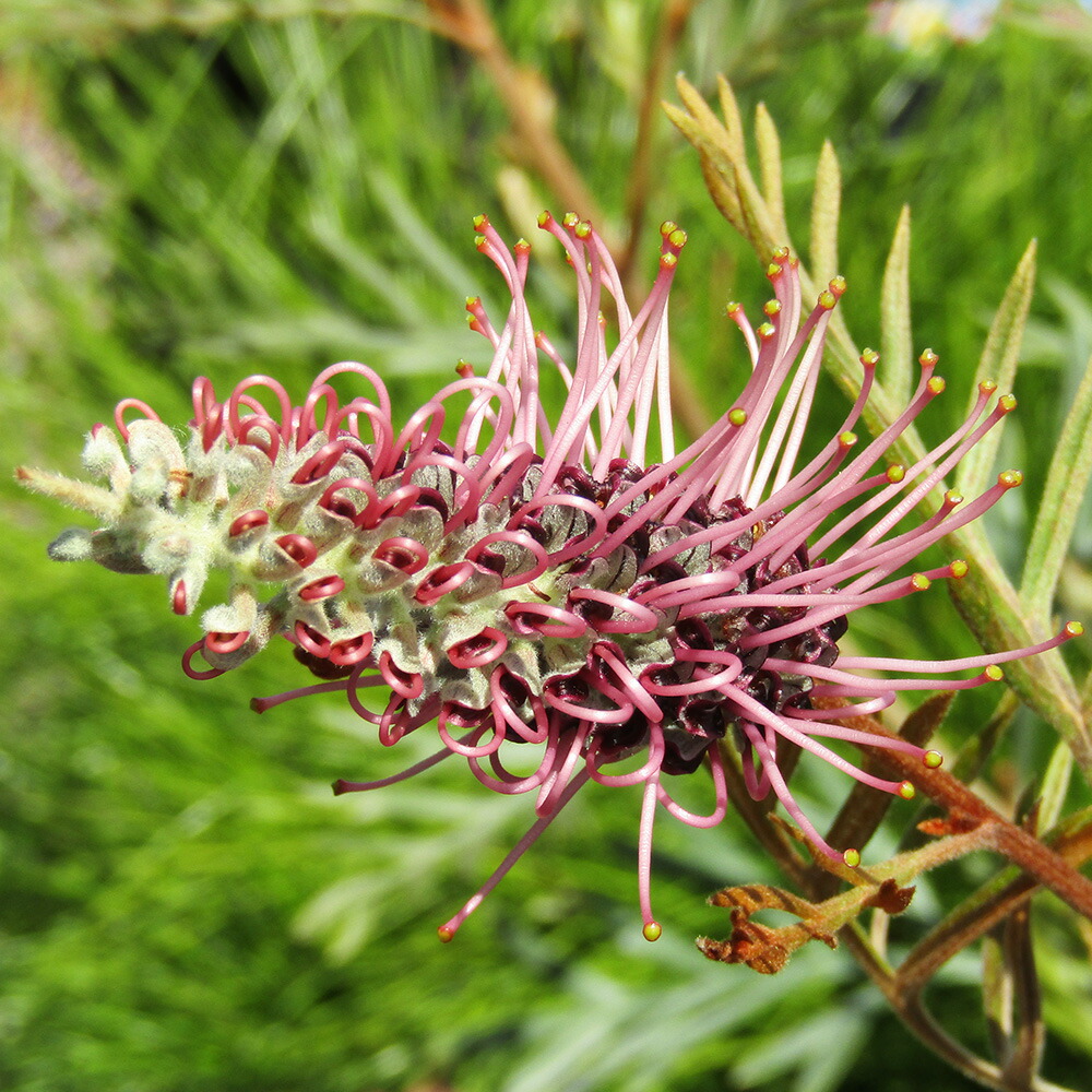 楽天市場】□南半球プランツフェア□ グレビレア バンクシー 6号