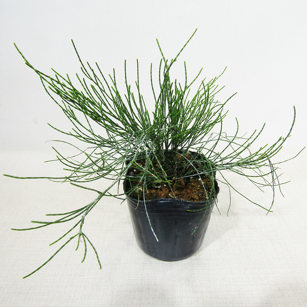 タマモクマオウ2 園芸ネット本店｜モクマオウ（タマモクマオウ・玉木麻黄）6号ポット の