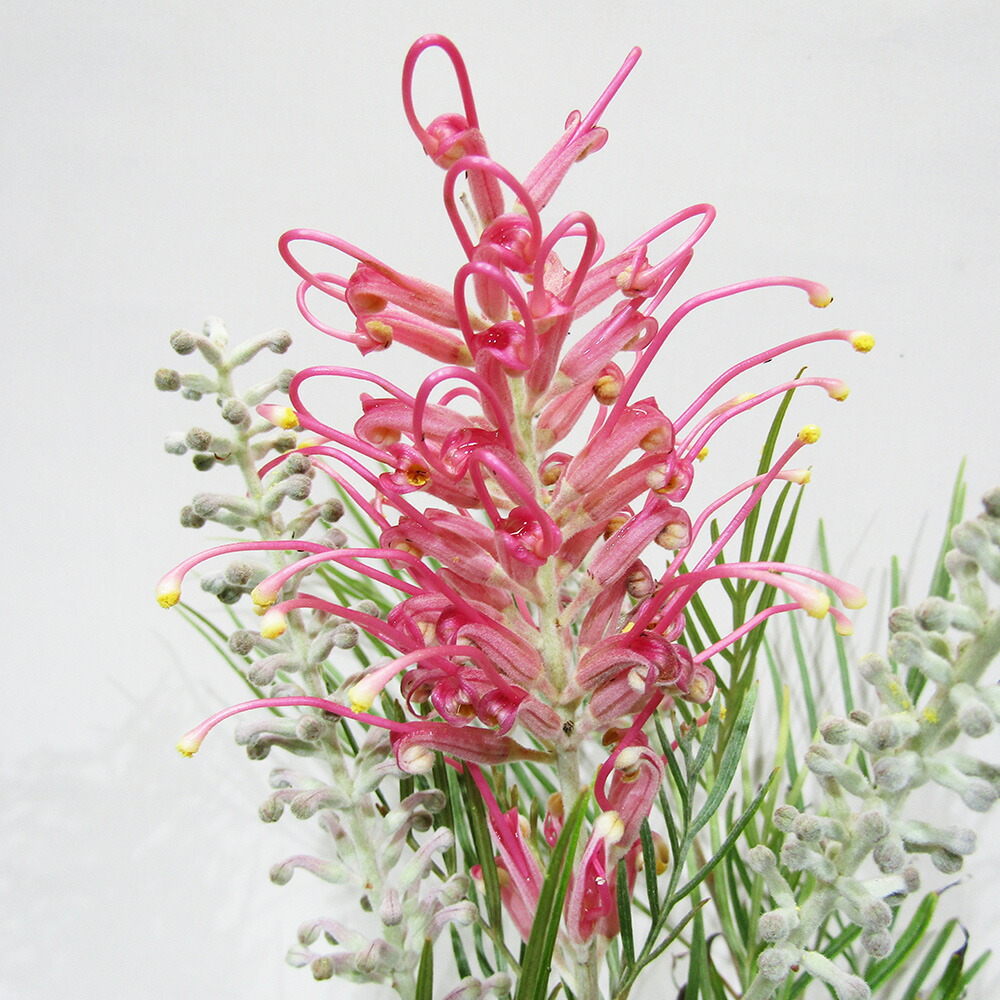 楽天市場】□良品庭木□ ネイティブ プランツ プロテア