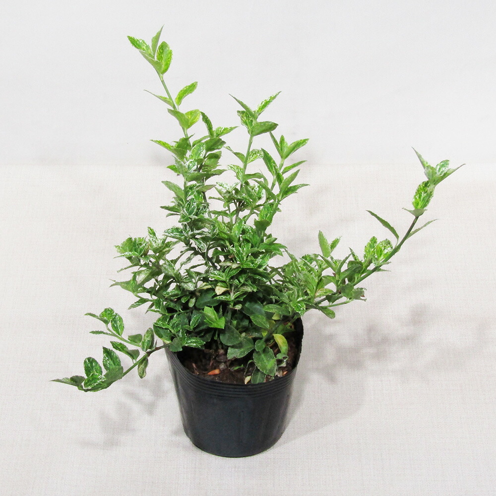 アメリカツルマサキ エメラルドガエティ 10.5cmポット 20ポットセット アメリカツルマサキ エメラルドガイティ 10.5cmポット 30本