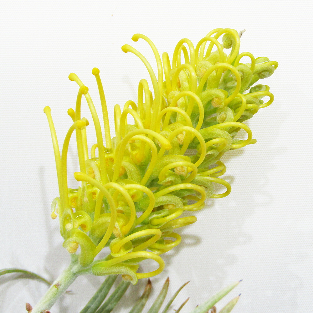 楽天市場】□南半球プランツフェア□ グレビレア バンクシー 6号