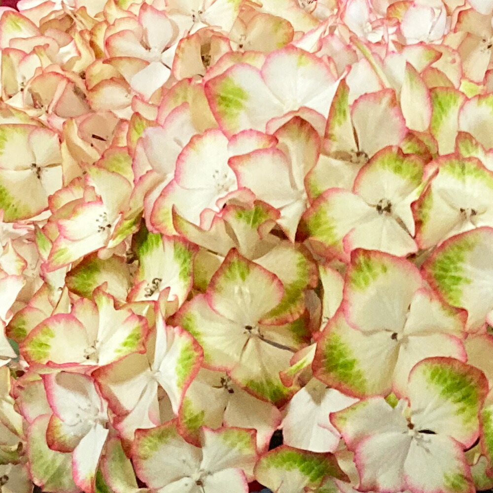 楽天市場】アジサイ（紫陽花・あじさい）ブラックダイアモンド ダーク