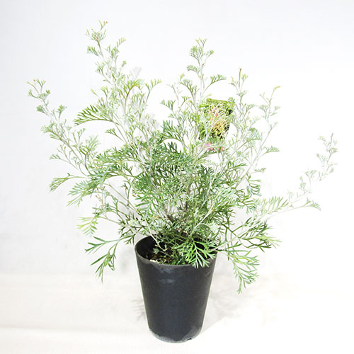 楽天市場】□南半球プランツ□ グレビレア シルビア 6号鉢植え