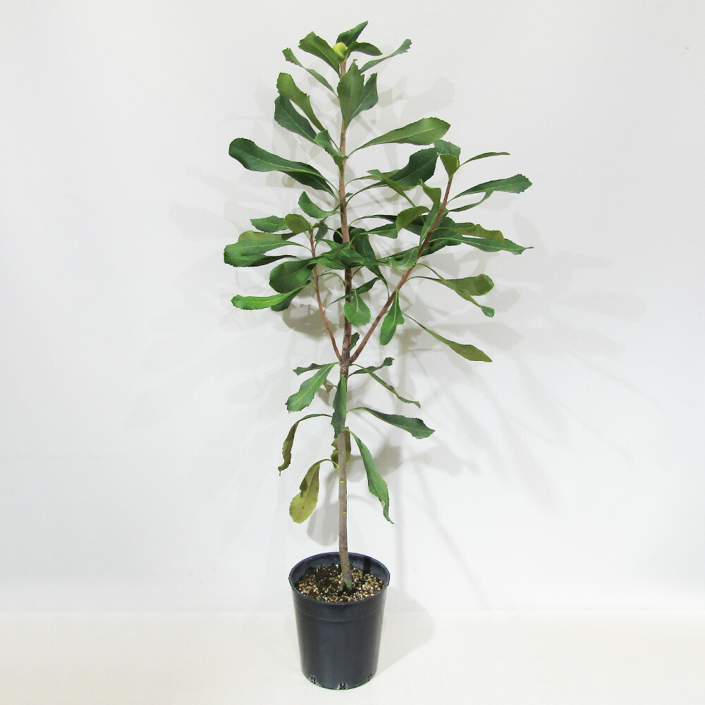 楽天市場】□南半球プランツ□ 現品販売 テロペア シェイディレディ