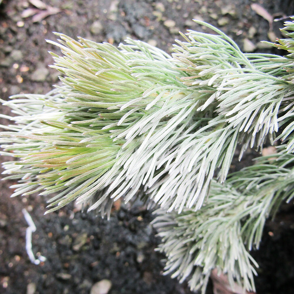 大きめ♡ グレビレア　ストロベリーブロンド　鉢植え　苗　レア品種 大きめ♡ グレビレア ストロベリーブロンド 鉢植え 苗 レア品種