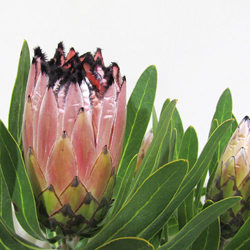 楽天市場】□南半球プランツ□ 現品販売 テロペア シェイディレディ