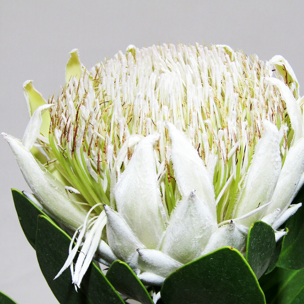 楽天市場】プロテア・スペシャルピンクアイス 6号 花無し【観葉植物