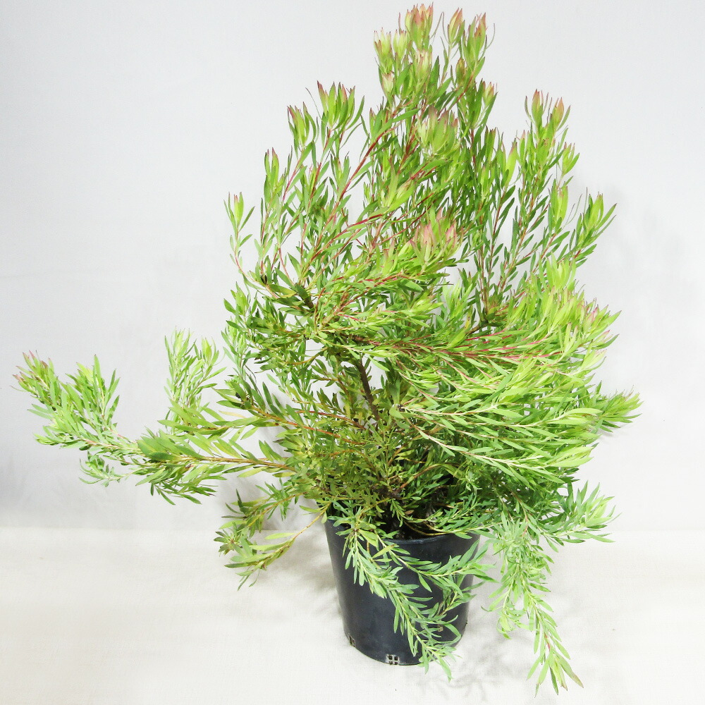 楽天市場】□南半球プランツ□ 現品販売 テロペア シェイディレディ