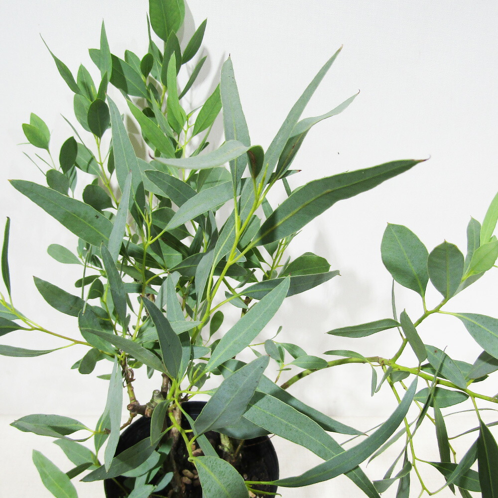 楽天市場】ユーカリの木 【銀世界】 1.5m特大苗 : 苗木部 by 花